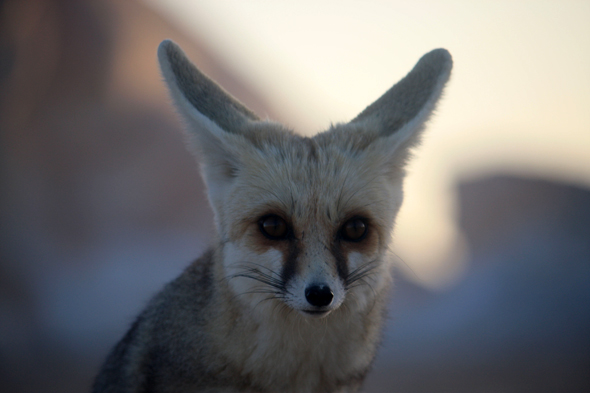 Désert Blanc, Egypte, fennec