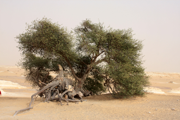 Désert Blanc, acacia