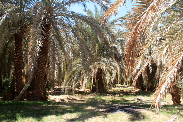 Palmeraie, Désert Blanc