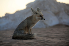 D&eacute;sert Blanc, fennec