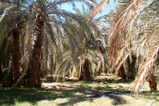 Palmeraie, D&eacute;sert Blanc