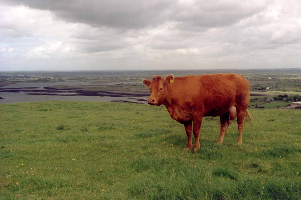 Burren, vache