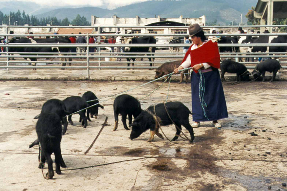 Riobamba, cochons