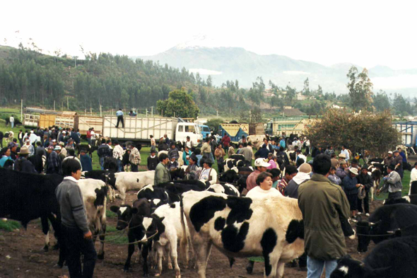 Otavalo, marché aux bestiaux