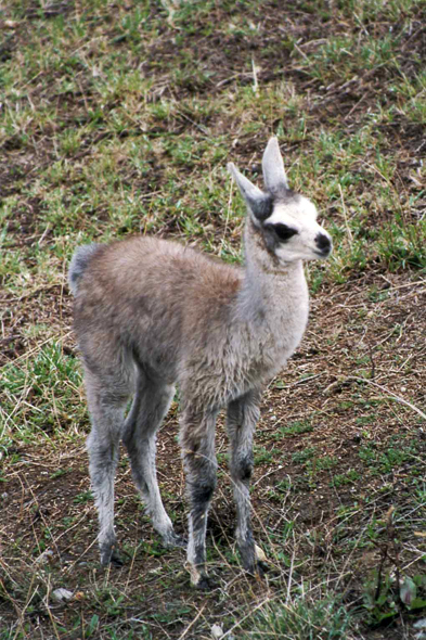 Alausí, lama