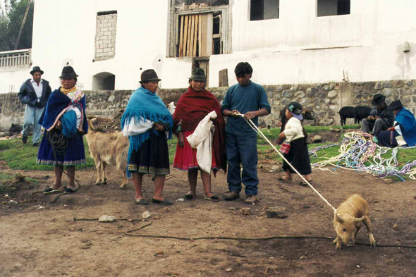 Otavalo, cochon
