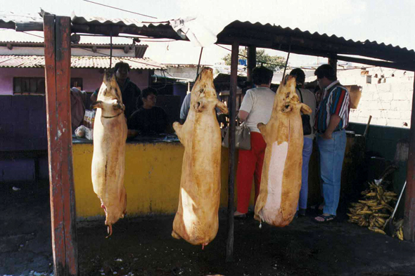 Cochons, Otavalo