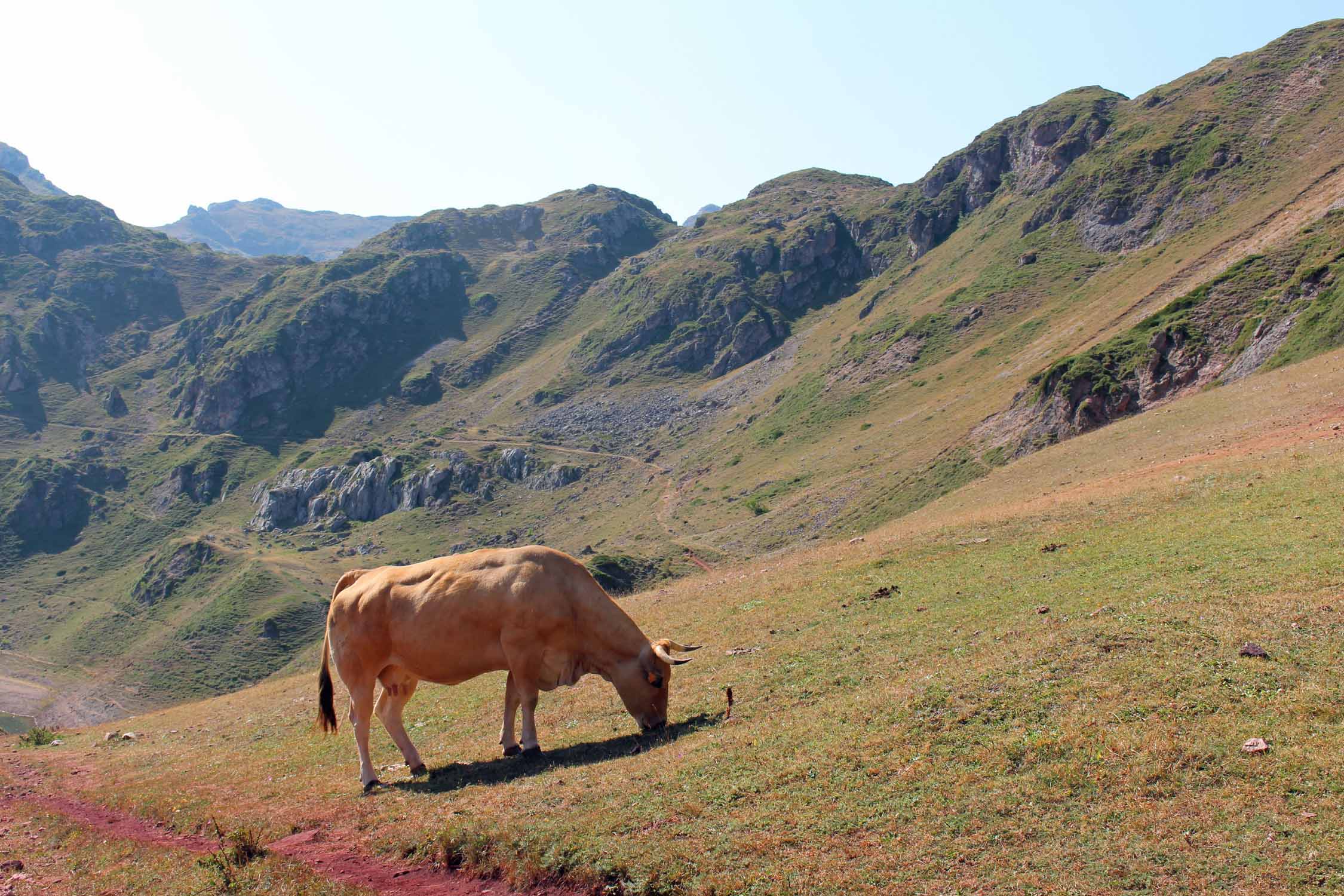 Parc de Somiedo, Saliencia, vache