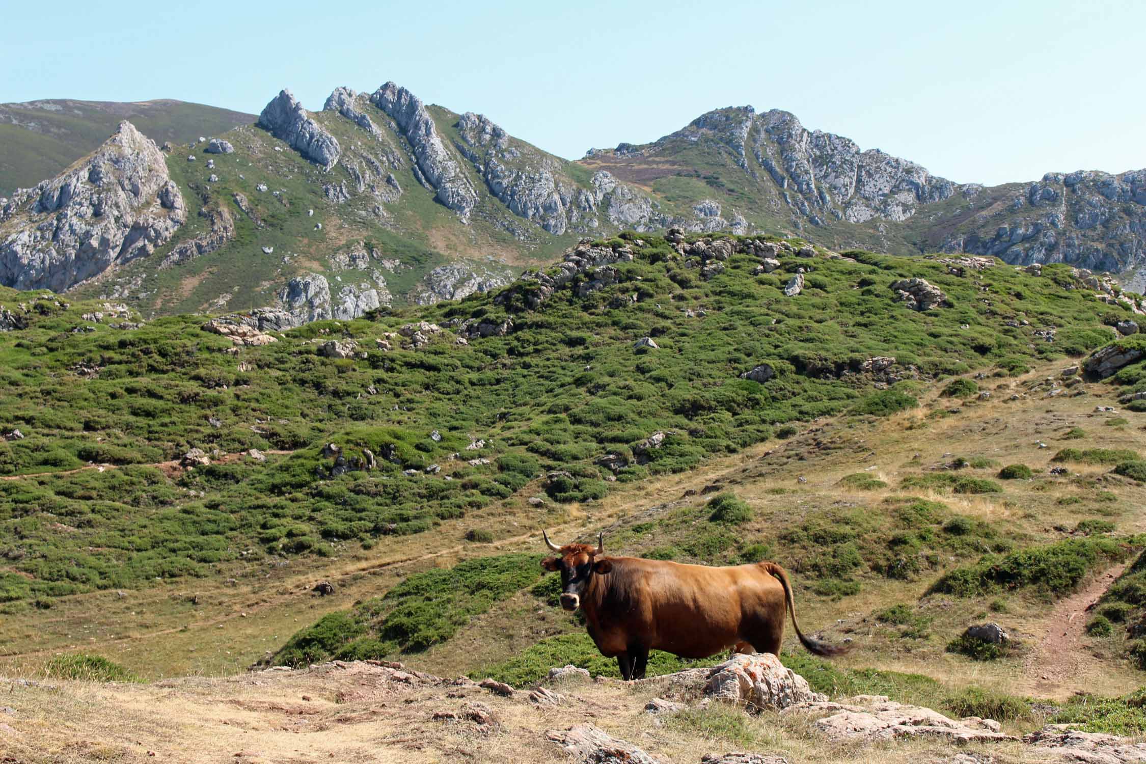 Parc de Somiedo, paysage, vache