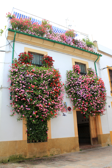 Cordoue, fleur, balcon