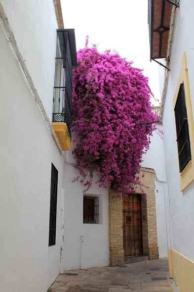 Cordoue, bougainvillées