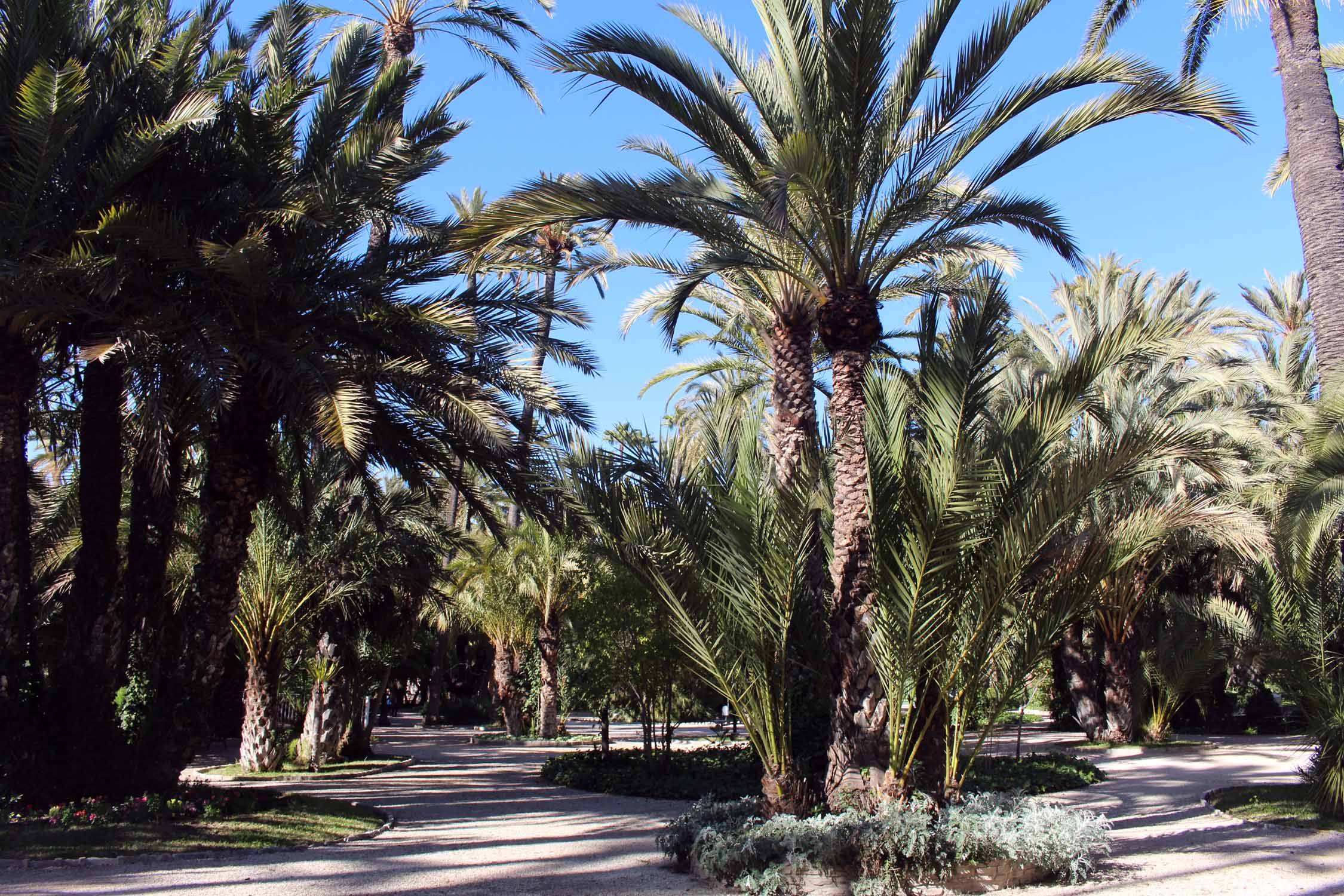 Elche, palmeraie, parc