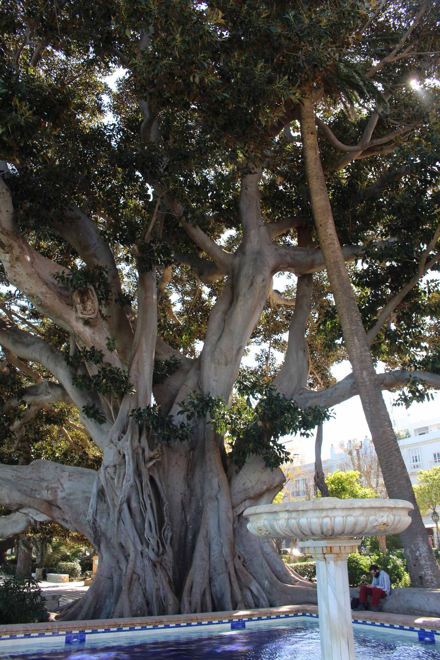 Cadix, parc Alemada Apocada, ficus