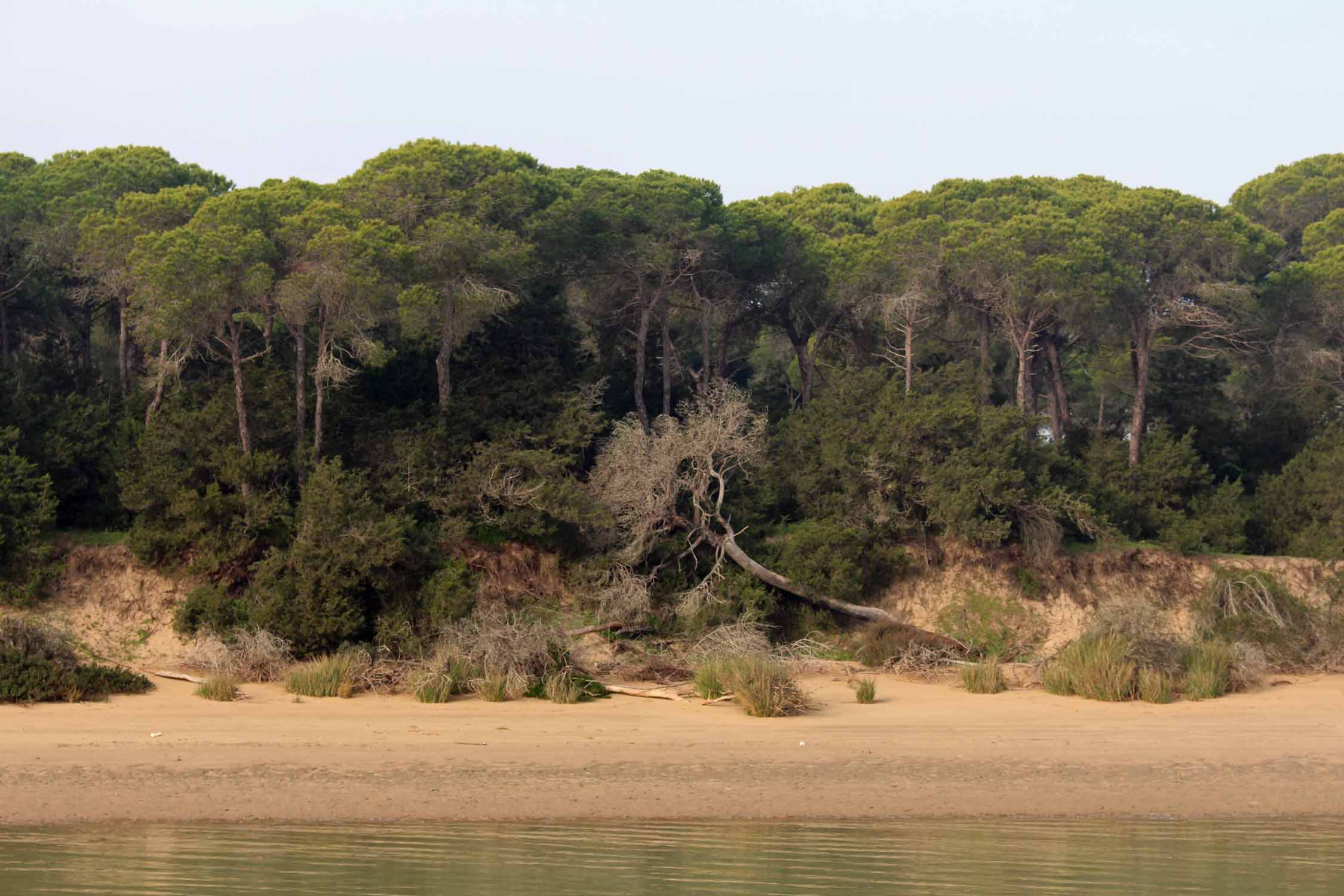 Parc de Doñana, Andalousie, Guadalquivir