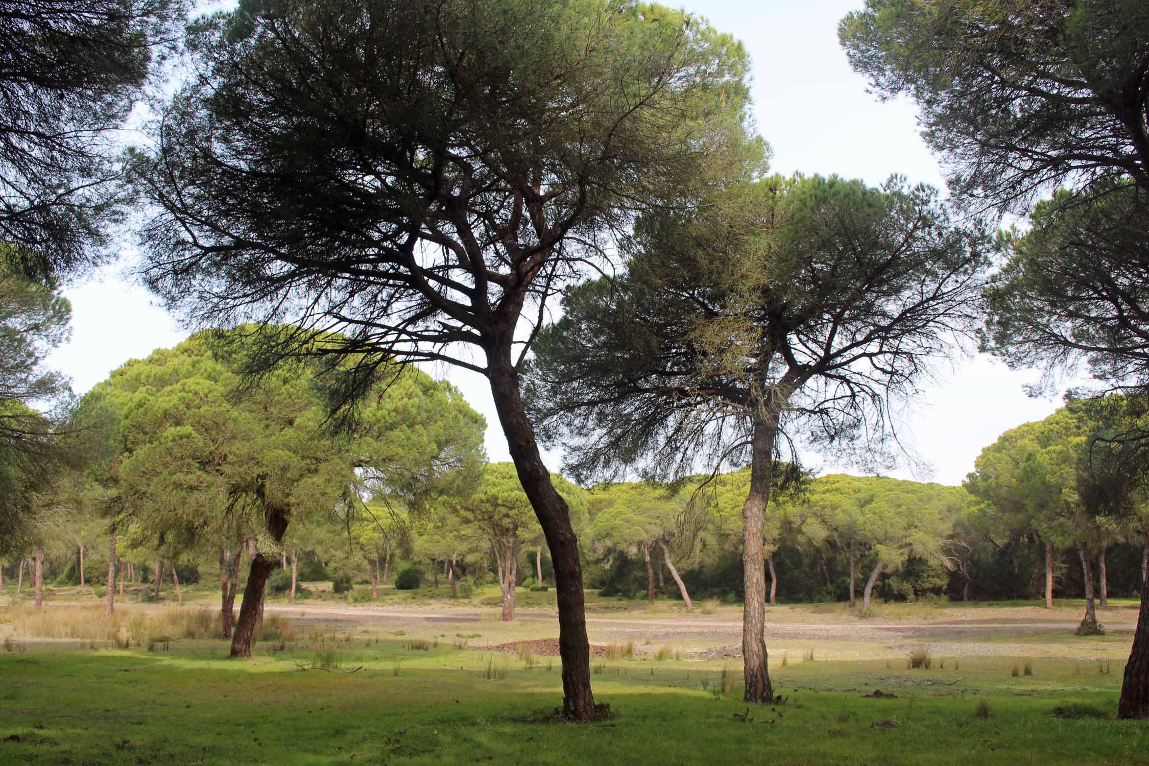 Parc de Doñana, Andalousie, paysage
