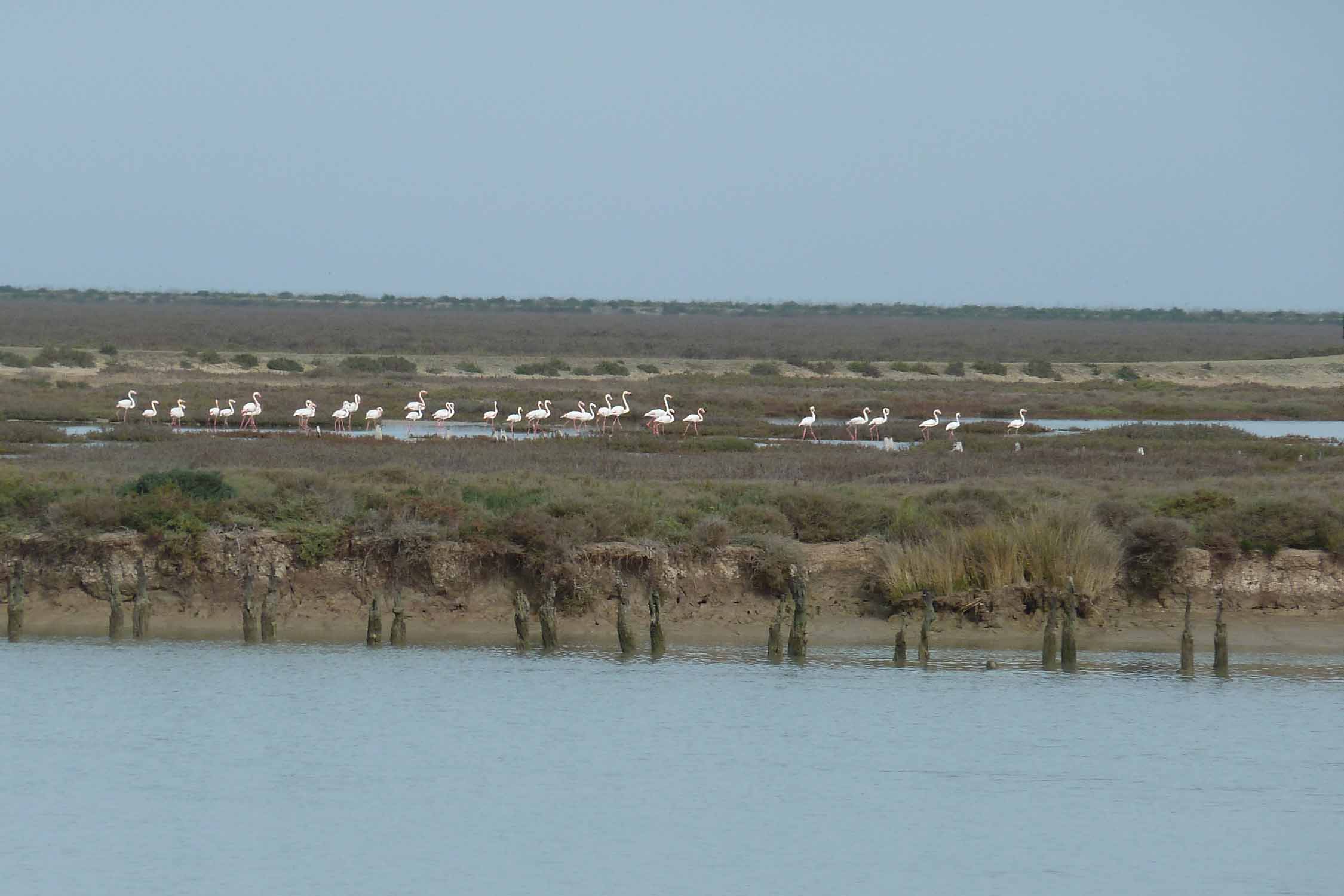 Parc de Doñana, Andalousie, flamants roses