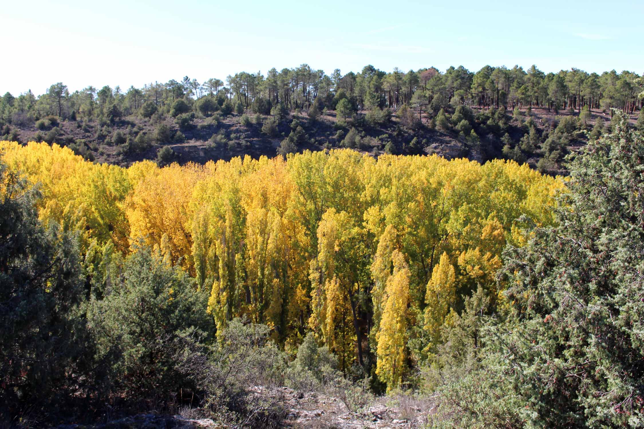 Parc hoces del Duraton, peupliers