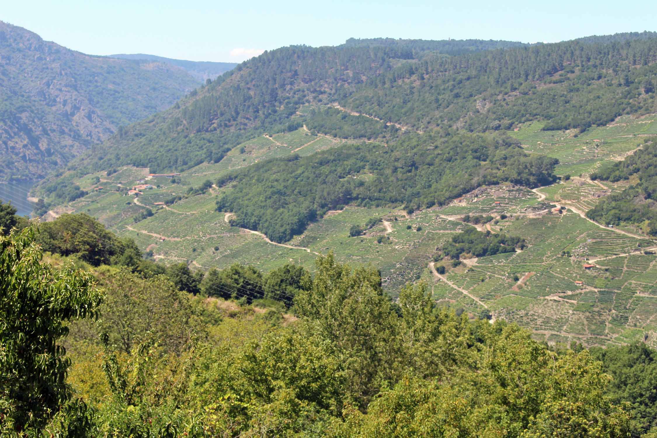 Canyon du Sil, Galice, vignobles