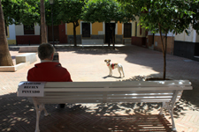 S&eacute;ville, chien