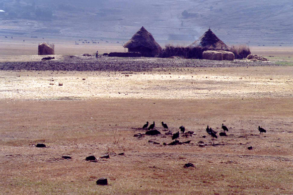 Champs de tef, Ethiopie