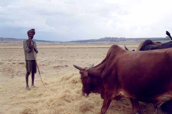 Ethiopie, récolte du tef