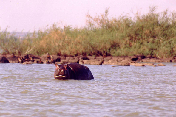 Lac Tana, hippopotame