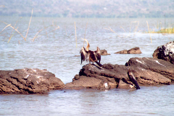 Lac Tana, cormoran