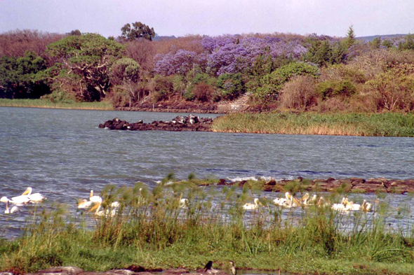 Lac Tana