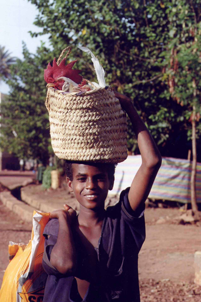 Gondar, coq