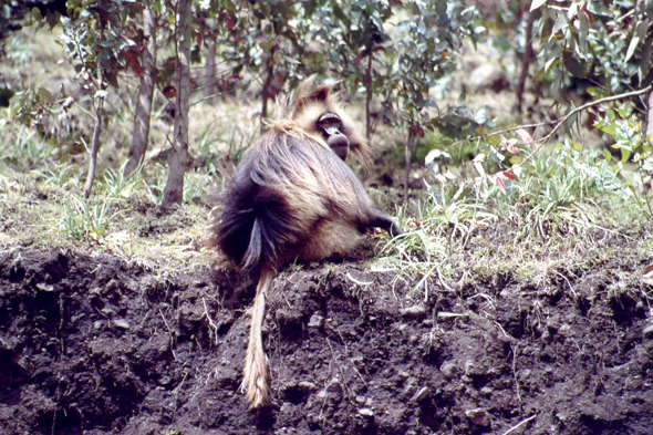 Ethiopie, singe Gélada