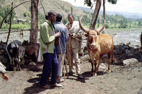 Weldiya, marché