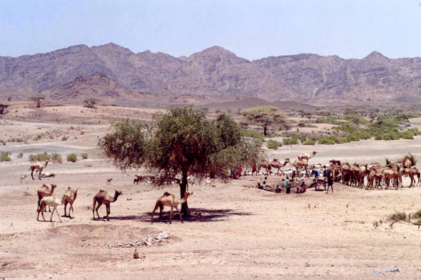 Ethiopie, désert d'Afar