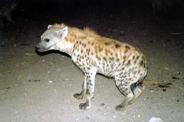 Harar, hyène
