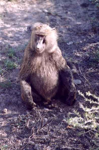 Babouin hamadrya, Ethiopie