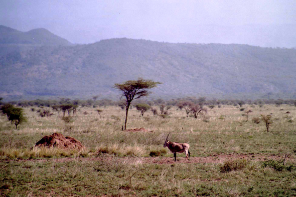 Oryx beisa Ethiopie
