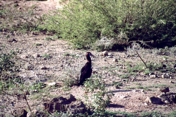 Cigogne noire, Awash