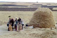 Debre Markos, r&eacute;colte du tef