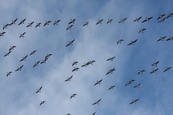 Marquenterre, oiseau