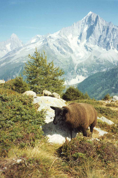 L'Aiguille Verte dans le massif du Mont-Blanc