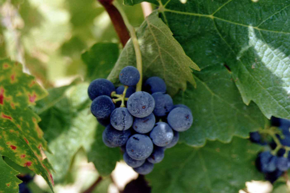 Provence, raisin