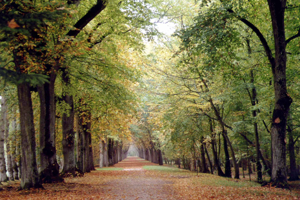 Chenonceau, forêt