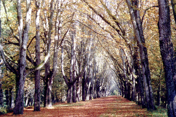 Chenonceau, automne