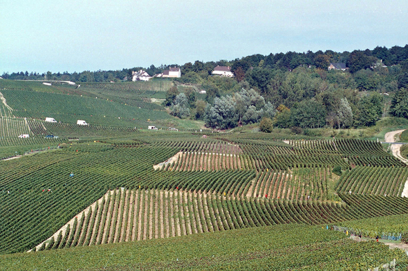 Hautvillers, vigne