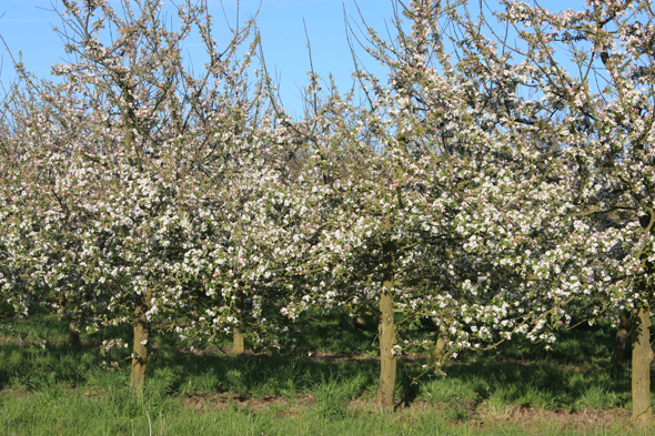 Normandie, pommier