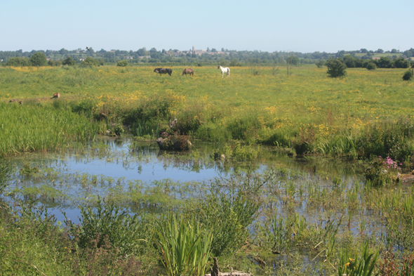 Marais du Cotentin