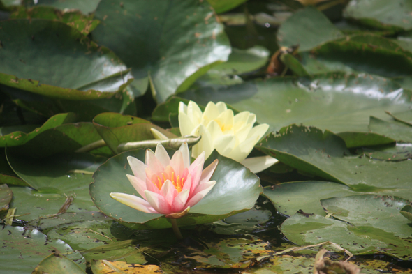 Giverny, fleur