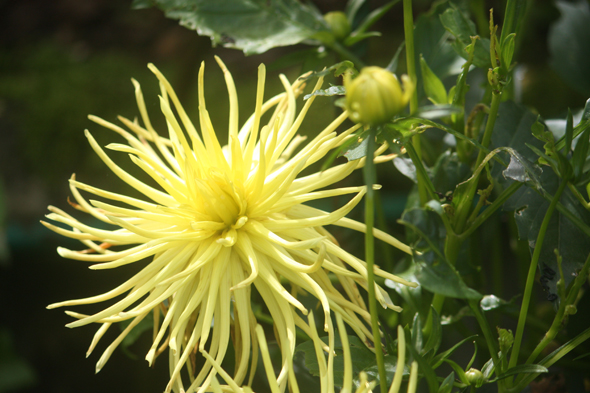 Giverny, jardin, fleur