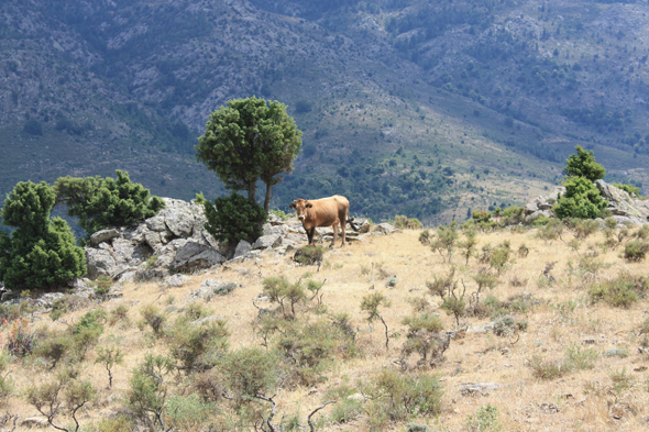 Scala di Santa Regina, vache