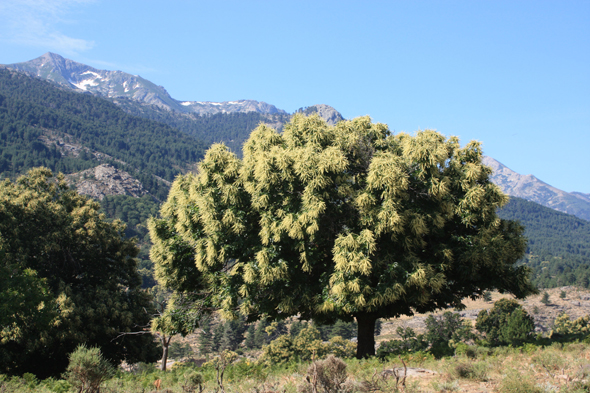 Corse, Châtaignier