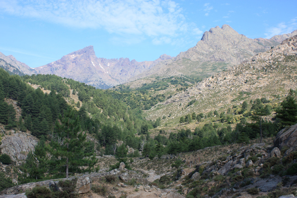 Forêt de Vergio